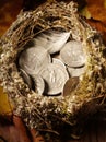 Bird's Nest filled with American currency and autumn leaves