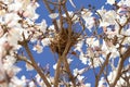 A bird's nest on a branch. Royalty Free Stock Photo
