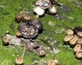 Bird`s Nest Fungus Cyathus stercoreus. Bird`s nest fungus with ovoid peridioles that contain spores