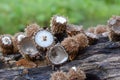 Bird`s nest fungus or Cyathus striatus against green background Royalty Free Stock Photo