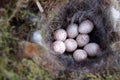 Bird nest with eggs blue tit Royalty Free Stock Photo