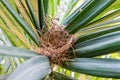 Bird`s nest of Geopelia striata on a tree green in the midst of