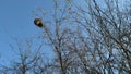 A bird`s nest hanging high from a dry tree branch against a blue sky background Royalty Free Stock Photo