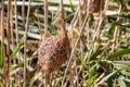 A bird`s nest isolated in the reeds