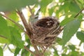 The bird`s nest is laid bare and old abandoned on the tree Royalty Free Stock Photo