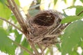 The bird`s nest is laid bare and old abandoned on the tree Royalty Free Stock Photo