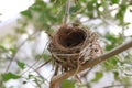 The bird`s nest is laid bare and old abandoned on the tree Royalty Free Stock Photo