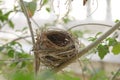 The bird`s nest is laid bare and old abandoned on the tree Royalty Free Stock Photo