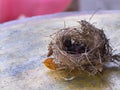Bird`s Nest and Little Bird Royalty Free Stock Photo