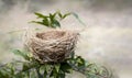 Empty bird nest on the tree with nature background, Bird nest in nature Royalty Free Stock Photo