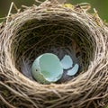 A bird\'s nest made of interwoven twigs and grass contains a broken eggshell. The Royalty Free Stock Photo