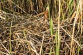 Bird's nest in natural habitat.