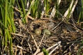 Bird's nest in natural habitat.