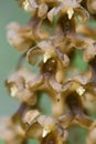 Bird`s-nest Orchid - Neottia nidus-avis