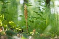 Bird`s-nest orchid Neottia nidus-avis in the spring leafy fore