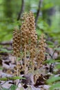 Bird`s-nest Orchid - Neottia nidus-avis