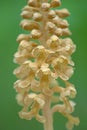 Bird`s-Nest Orchid / Vogel-Nestwurz / Neottia nidus-avis