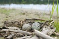 Bird`s nest of seagulls with two eggs in it on shore. Two green spotted gull eggs in a nest. Close-up. Two seagull eggs