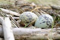 Bird`s nest of seagulls with two eggs in it. Two green spotted gull eggs in a nest. Close-up. Two seagull eggs in a nest Royalty Free Stock Photo