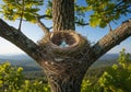A bird\'s nest is securely positioned between the branches of a tree, Royalty Free Stock Photo