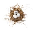Bird`s nest with three quail eggs isolated on white.