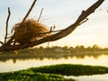 Bird's nest on the tree Royalty Free Stock Photo