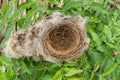 Bird's nest Royalty Free Stock Photo