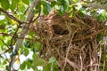 Bird`s nest on tree branch in garden