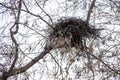 Bird`s nest on a tree branch without leaves in spring, on a cloudy day Royalty Free Stock Photo