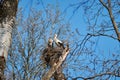 Bird`s nest on a tree among branches. Two storks with blue sky Royalty Free Stock Photo