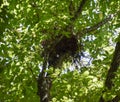 Bird's nest on a tree in the crown of branches.