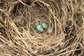 Bird`s nest on the tree with bird`s egg Royalty Free Stock Photo