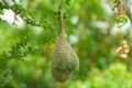 Bird's Nest on tree Royalty Free Stock Photo