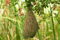 Bird's Nest on tree Royalty Free Stock Photo