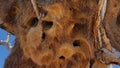 Bird's nest on a tree. Quiver tree forest in Africa, Namibia. Bird house. Royalty Free Stock Photo