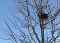 Bird`s nest on a tree in winter against a blue sky. Royalty Free Stock Photo
