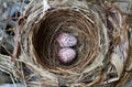 bird\'s nest with two eggs inside . Royalty Free Stock Photo