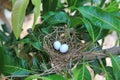A bird`s nest with two eggs on a mango tree in the nature