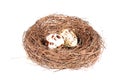 Bird's nest with two eggs