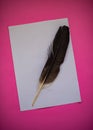 Bird`s pen and a white sheet of paper for writing lie on a pink background Royalty Free Stock Photo