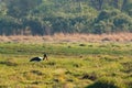 Bird Saddle-billed stork, Okavango delta, Botswana Africa Royalty Free Stock Photo