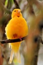 Bird, Saffron Finch (Sicalis) on tree branch