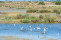 Bird sanctuary on Island Ile de Re Royalty Free Stock Photo