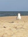 Bird sand beach peace white