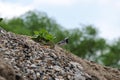 Bird on the sand and stones