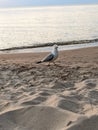 Bird sand wave calm