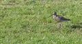 Bird sandpiper walking on the grass