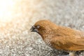 Bird (Scaly-breasted Munia) in a nature wild Royalty Free Stock Photo