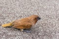 Bird (Scaly-breasted Munia) in a nature wild Royalty Free Stock Photo