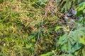 Bird (Scaly-breasted Munia) in a nature wild Royalty Free Stock Photo